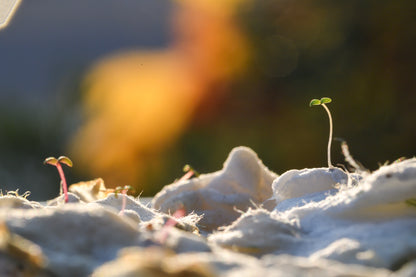 ㊕ 限定｜Earthly Records 人生唱片手帳套組